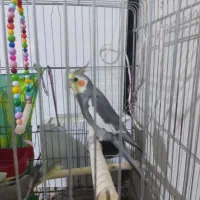 عروس هلندی جفت و جوجه