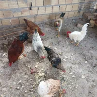 مرغ وخروس