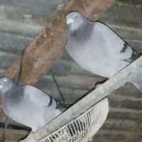 واگزاری پرنده  مسافتی وارداتی