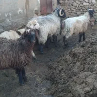 فروش دوراس گوساله نر