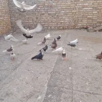 ‌کبوترسروکله دار