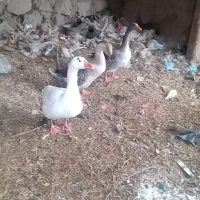 سه عددقاز|حیوانات مزرعه|اردبیل, |دیوار