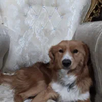 واگزاری سگ اشپیتز|سگ|کامیاران, |دیوار