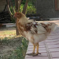 مرغ و خروس