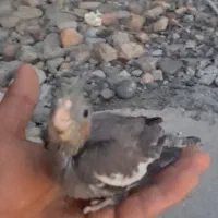 جوجه عروس هلندی|پرنده|پارس‌آباد, |دیوار