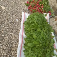 چاله وترب|خدمات باغبانی و درختکاری|اندیمشک, |دیوار