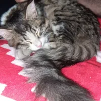 ی گربه خانگی پیدا شده