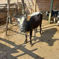 گاو با گوساله|حیوانات مزرعه|گرگان, |دیوار