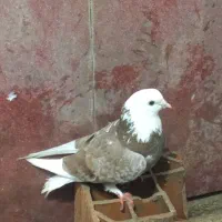 کبوتر ،کفتر سالم به شرط