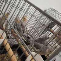 عروس هلندی|پرنده|قرچک, میرزائی شمالی|دیوار