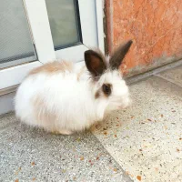 خرگوش خونگی