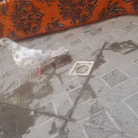 کبوتر خال کرم سرور و سرور زرد|پرنده|صفادشت, |دیوار