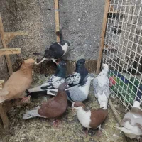 کفتر پرشی 10 عدد