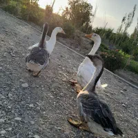 فروش قوغاز و اردک