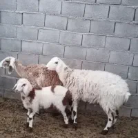 بره و میش خوش نژاد و مناسب