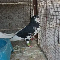 شهری زرنگ