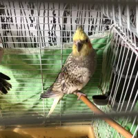 چهار عدد عروس هلندی|پرنده|آزادشهر, |دیوار