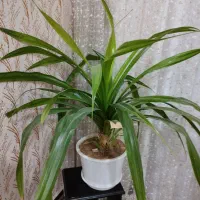 گل.|گل و گیاه طبیعی|بروجن, |دیوار