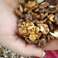 مغز گردوی ۱۴۰۴