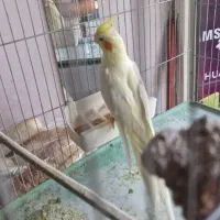 عروس هلندی آماده تخم گذاری