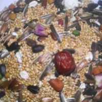 دون عروس هلندی و مرغ مینا و تمام حیوانات خانگی