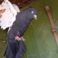 پرنده خوب|پرنده|شیراز, محراب|دیوار