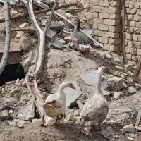 غاز|حیوانات مزرعه|آران و بیدگل, |دیوار