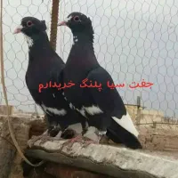 جفت کقتر
