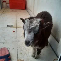 فروش یک عد برغاله