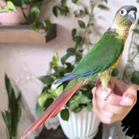 گرینچیک سخنگو نر|پرنده|شیراز, محراب|دیوار