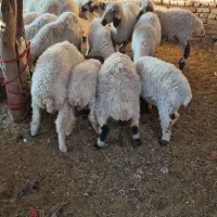 تعداد۶۰عددگوسفندبلوچی چاق وچلّه|حیوانات مزرعه|نهبندان, |دیوار