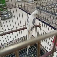 عروس هلندی آلبینو پروانه ای