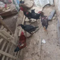 مرغ خروس و لاری