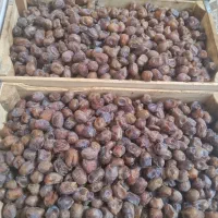 خرمای گنطار درجه ۱