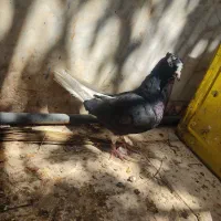 فروش کفتر .کبوتر
