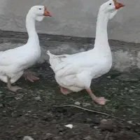 غازلیندا|حیوانات مزرعه|بیله سوار, |دیوار