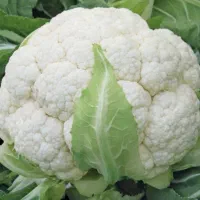گل کلم مخصوص ترشی فروش عمده