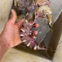 شاه میگو و ماهی صبور