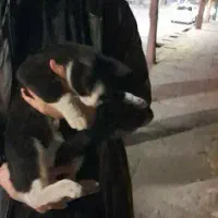 گربه گمشده|گربه|بروجرد, |دیوار