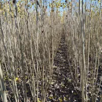 نهال صنوبر نیگرا