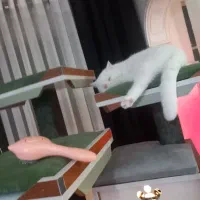 واگذاری گربه اسکاتیش با بریتیش پرشین|گربه|تهران, جردن|دیوار