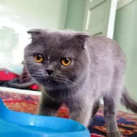 اسکاتیش بلو