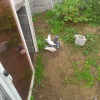 کبوتر مسابقه ای|پرنده|شفت, |دیوار