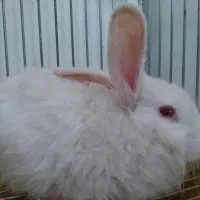 خرگوش سفید چشم صورتی