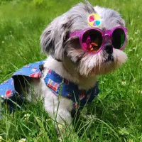 سگ شیتزو سوپرفلت