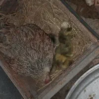 غاز|حیوانات مزرعه|گلوگاه بابل (گلیا), |دیوار