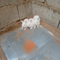 بچه خرگوش سفیدکوچک