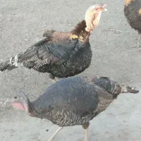 بوقلمون کرچ|حیوانات مزرعه|ساوه, |دیوار