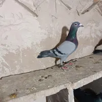 کبوتر|پرنده|کرمانشاه, |دیوار