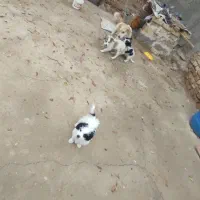 واگذاری توله سگ پاکوتاه خوشگل و با استعداد|سگ|دشتابی, |دیوار